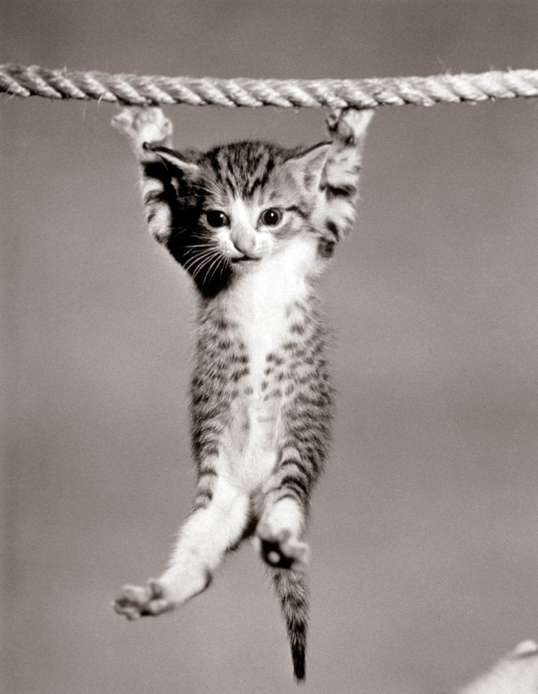 1950S Little Kitten Hanging From Rope Sweatshirt - Custom Art Print Unisex - T-Shirt, Sweatshirt, Hoodie
